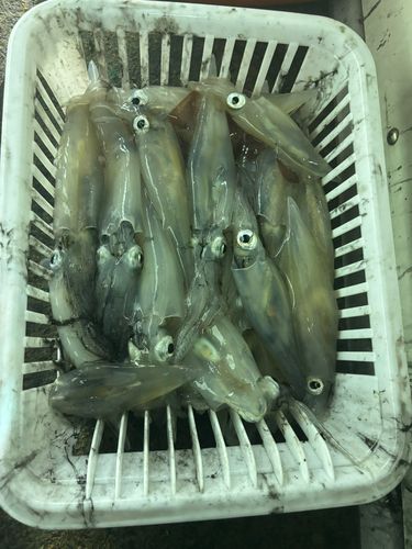 アカイカの釣果