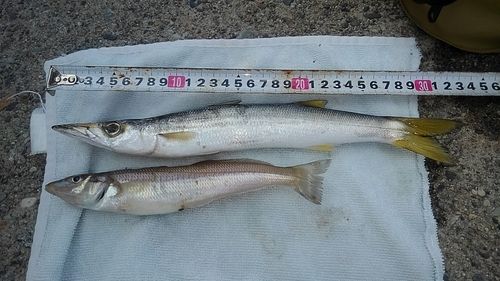 カマスの釣果