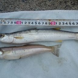 カマス