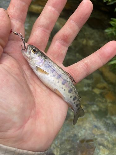ヤマメの釣果