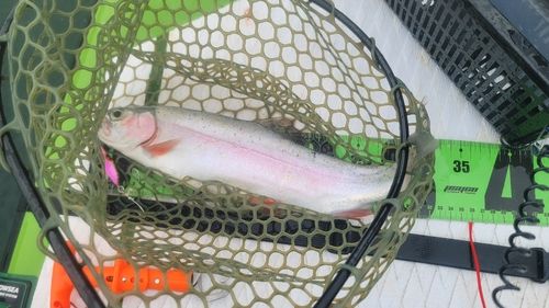 ニジマスの釣果