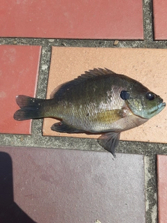 ブルーギルの釣果