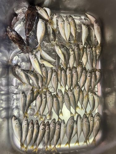 アジの釣果