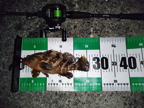 キジハタの釣果