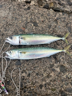 マサバの釣果