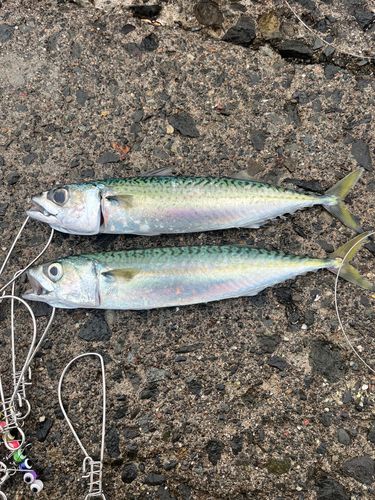 マサバの釣果