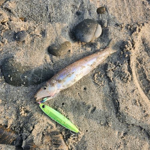 シロギスの釣果