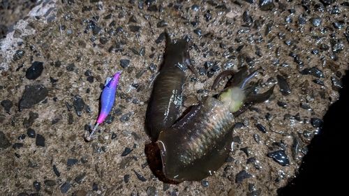 アオリイカの釣果