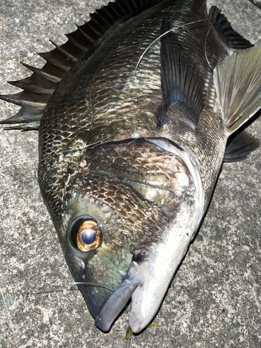 クロダイの釣果
