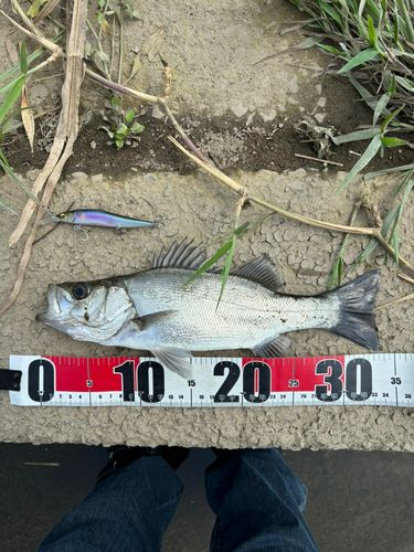 セイゴ（ヒラスズキ）の釣果