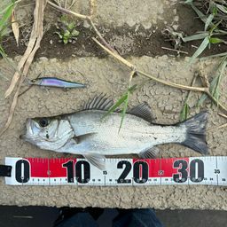 セイゴ（ヒラスズキ）