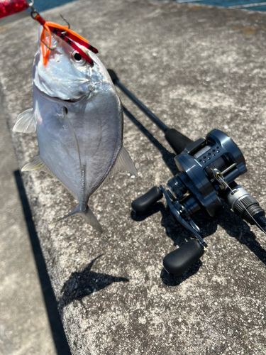 メッキの釣果