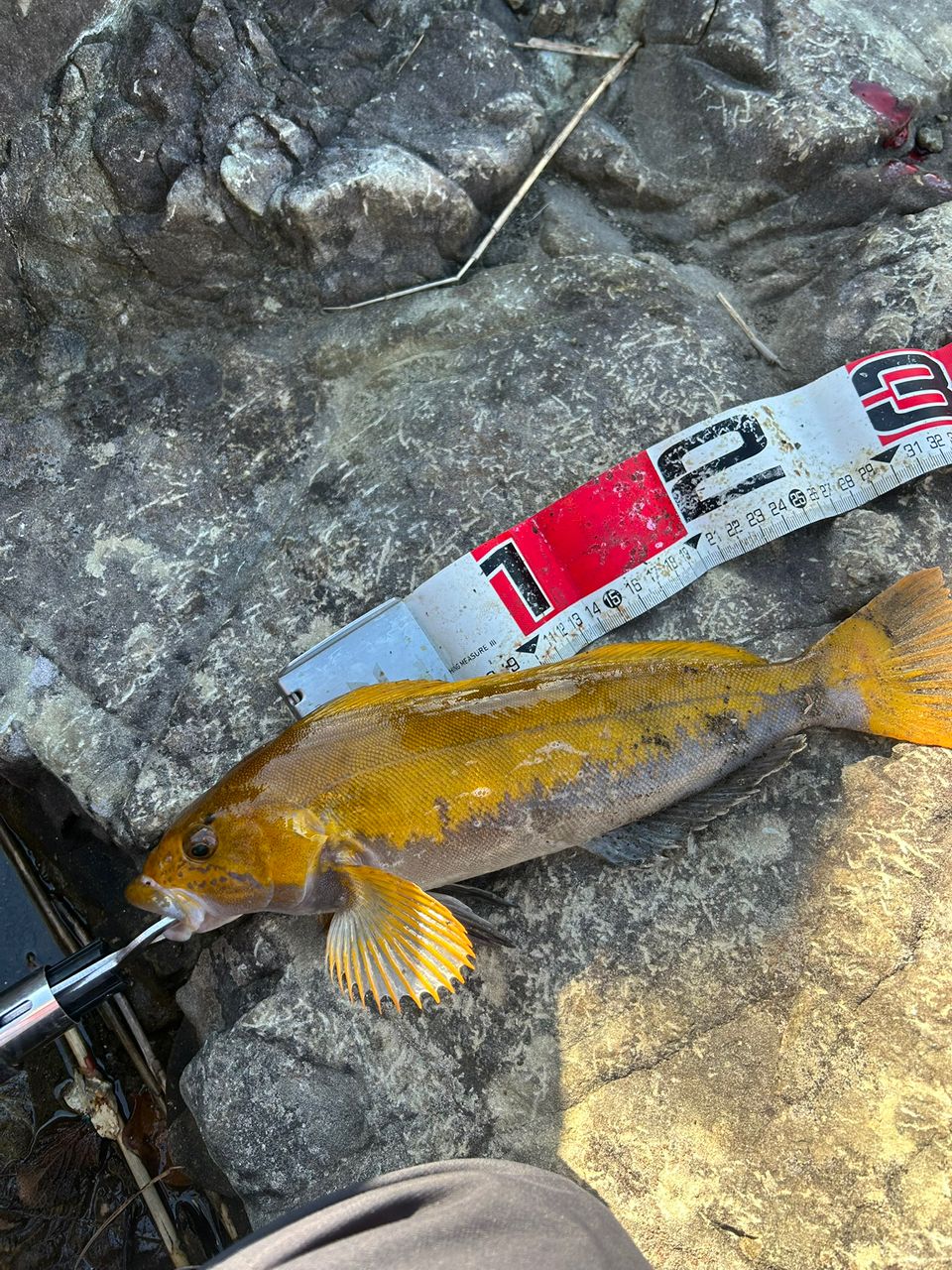 TENRYU ロックアイ ヴォルテックス RV91S-Hの最安値・インプレ・釣果