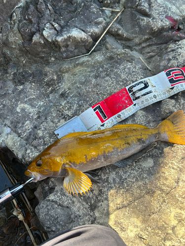 アイナメの釣果