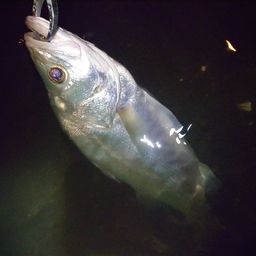 フッコ（マルスズキ）