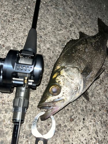 セイゴ（ヒラスズキ）の釣果