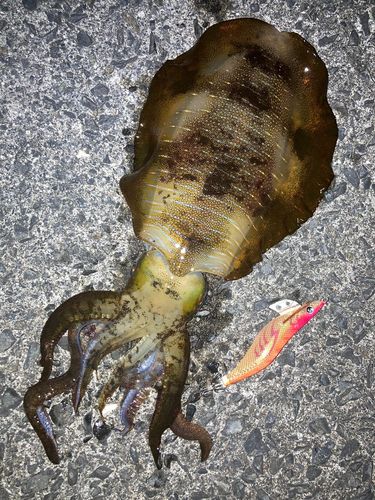 アオリイカの釣果