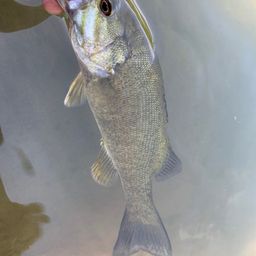 スモールマウスバス