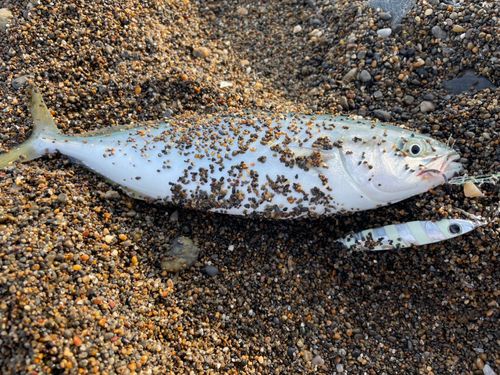 ワカシの釣果