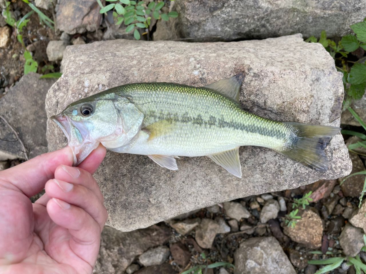 ラージマウスバス