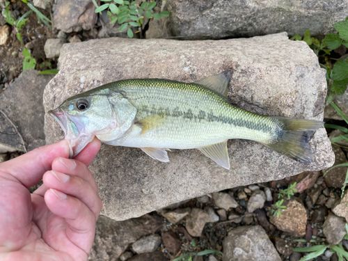 ラージマウスバスの釣果
