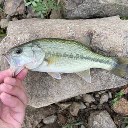 ラージマウスバス