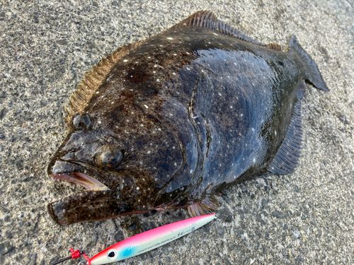 ヒラメの釣果