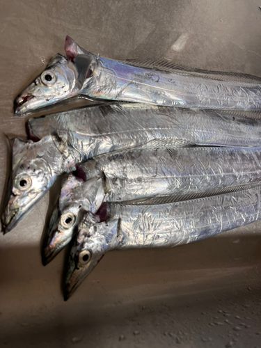 タチウオの釣果