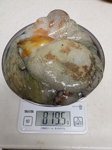 タコの釣果