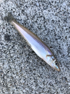 キスの釣果