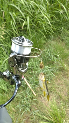 カワムツの釣果