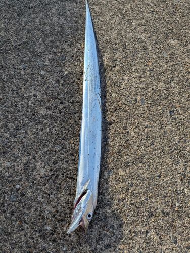 タチウオの釣果