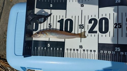 シロギスの釣果