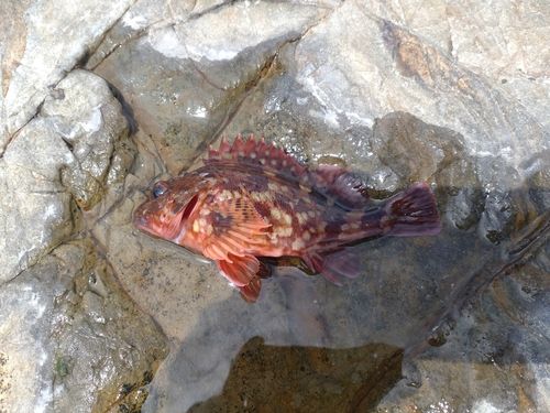 カサゴの釣果