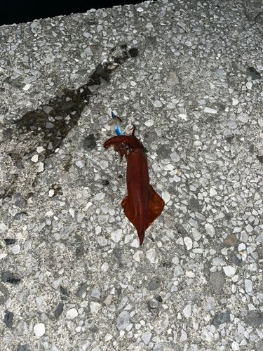 ケンサキイカの釣果