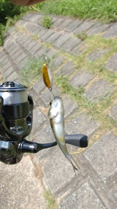 カワムツの釣果