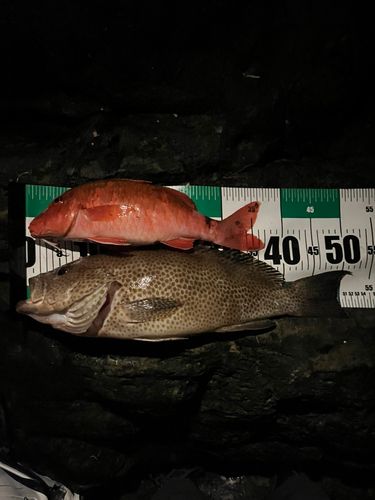 オオモンハタの釣果