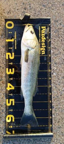 スズキの釣果