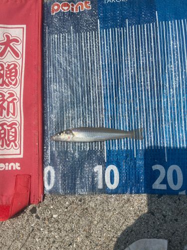 キスの釣果