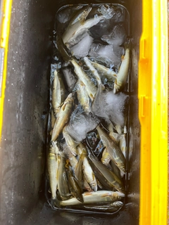 アユの釣果