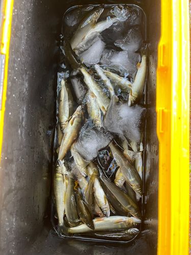 アユの釣果