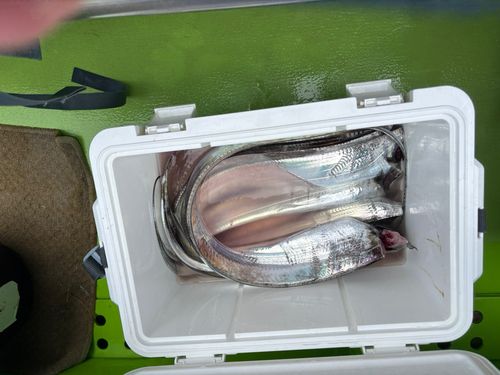 タチウオの釣果