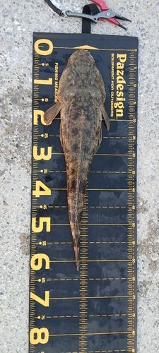 マゴチの釣果