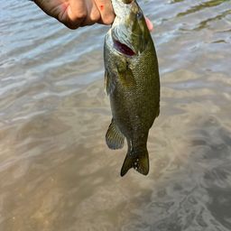 スモールマウスバス