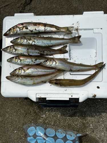 シロギスの釣果