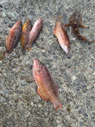 ベラの釣果