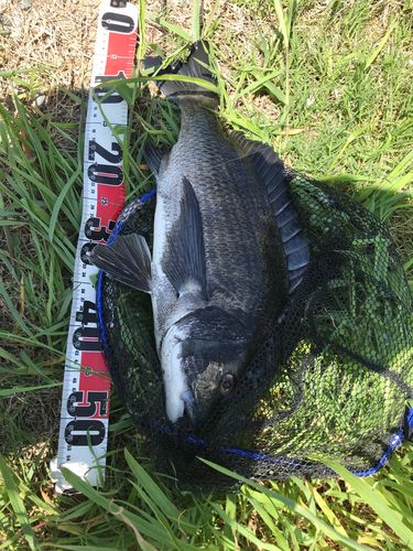 チヌの釣果