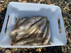 シロギスの釣果