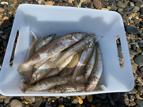 シロギスの釣果