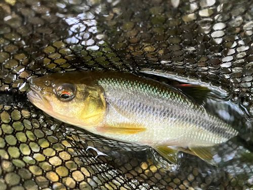 カワムツの釣果